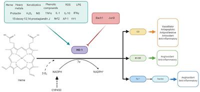 Vascular and Macrophage Heme Oxygenase-1 in Hypertension: A Mini-Review